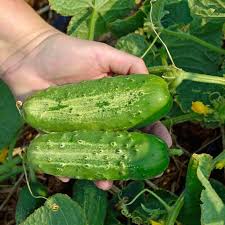 Cucumber, Pickle