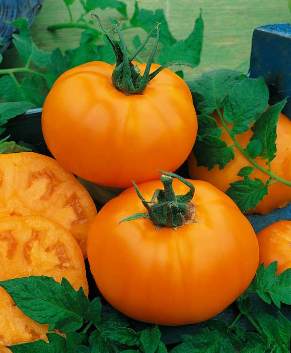 Tomato, Chefs Choice Orange