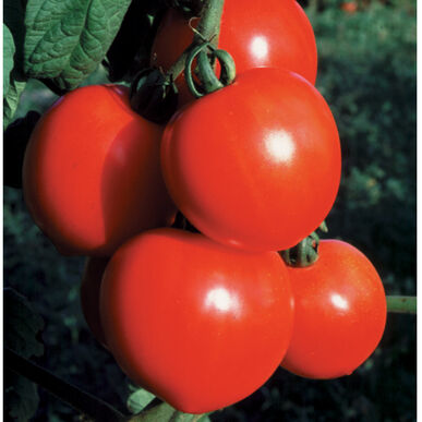 Tomato, New Girl