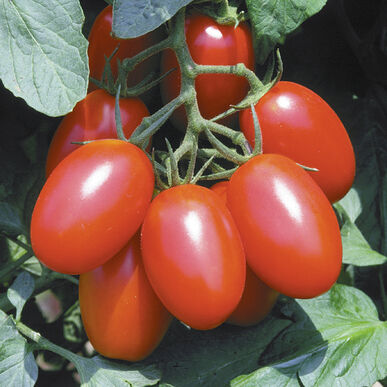 Tomato, Juliet