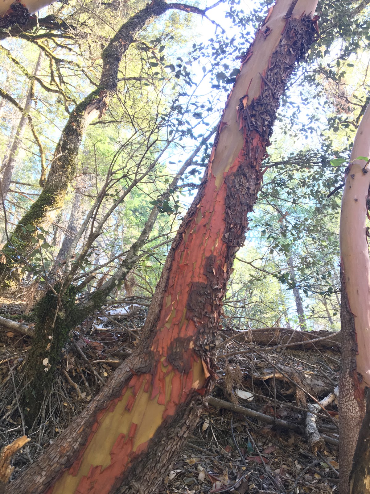 Pacific Madrone- (Arbutus menziesii)
