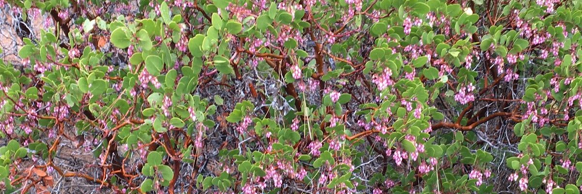 Manzanita- (Arctostaphylos spp.)