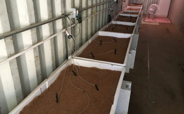 Living Soil Starter